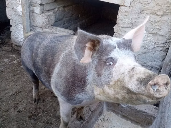Boar, Pigs — Moldova
