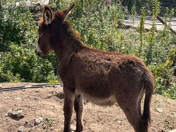 اسب نر, اسب — جمهوری آذربایجان