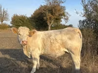 암소, Charolais cattle — 사진 1