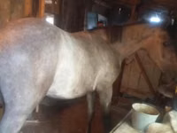 Horse (M), Horses — photo 2