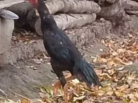 Chickens — عکس 1