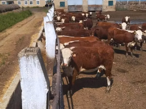 Vache, Vache kazakhe à tête blanche — Kazakhstan
