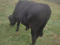Bull, Aberdeen-Angus — photo 1