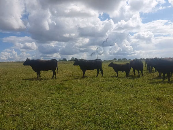 Cow, Aberdeen-Angus — Russia
