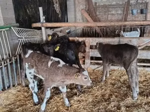 Bou, Vaca Limousine