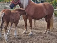 Mare, Horses — photo 8