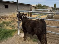 Bull, Aberdeen-Angus — photo 2