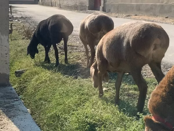 भेड़ें (लॉट, लिंग निर्दिष्ट नहीं), Arashan sheep