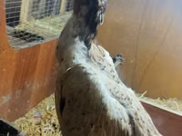 Chickens — photo 4