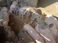 Sow, Pigs — photo 3