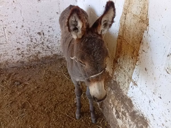 Horse (M), Horses — Kyrgyzstan