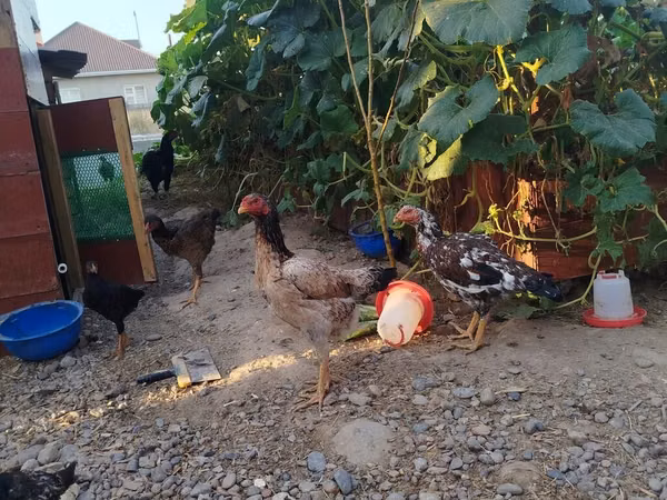 Chickens — Kyrgyzstan
