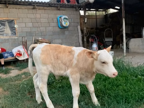 Bull, Montbéliarde