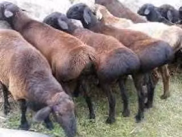Ram, Sheep — Uzbekistan