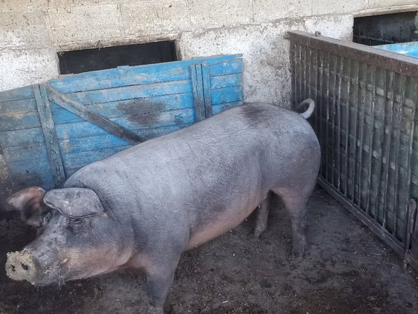 Sow, Pigs — Moldova