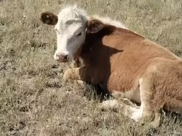 Cow, White-headed Ukrainian — Kazakhstan