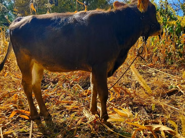Cow, Alatau breed