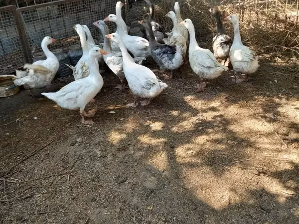 Geese — Azerbejdżan