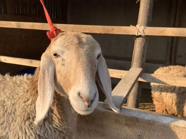 Qoyun, Arashan sheep