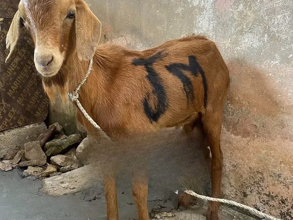 Capre (lot, sex nespecificat), Red Sokoto goat
