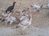 Chickens — Foto 1