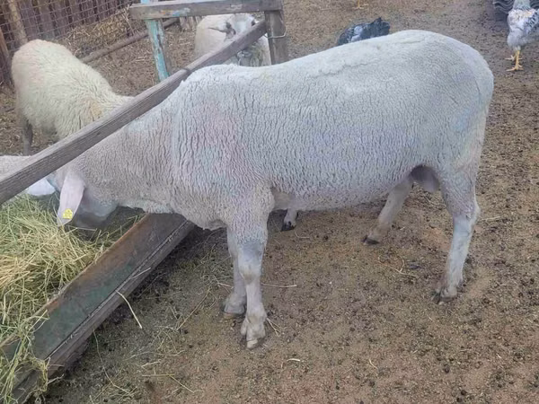 Ram, Merino sheep — Moldova