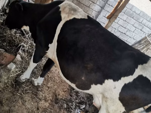 Cow, Russian Black pied cattle — Uzbekistan