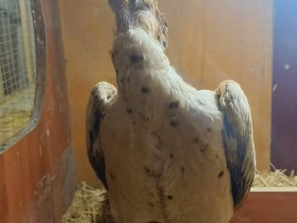 Chickens — Uzbekistan