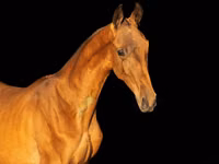 Hengst, Akhal-Teke — Foto 1