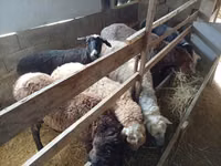 Biri-biri betina, Sheep — foto 1