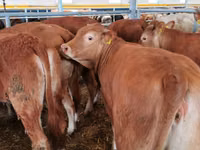 Vaca, Vaca Limousin — foto 3