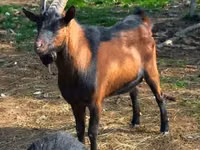 แพะตัวเมีย, Alpine goat — รูปภาพ 5
