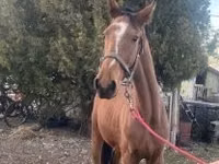 حصان, Kisber felver — الصورة 2