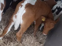 Bou, Vaca Limousine — foto 1