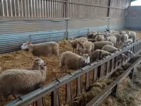 Sheep, Rouge de l’Ouest sheep — photo 2