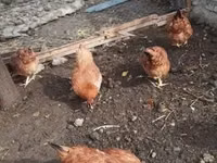 Chickens — photo 3