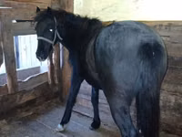 Kuda betina, Horses — foto 3