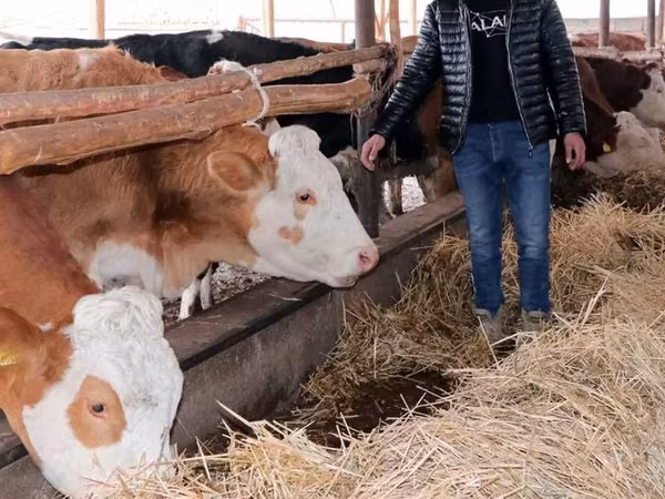 Krava, Simmental cattle — Uzbekistán