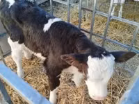Bull, Holstein breed — photo 2