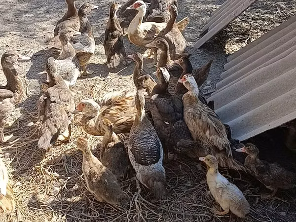 Domestic Muscovy — Kirgistaan