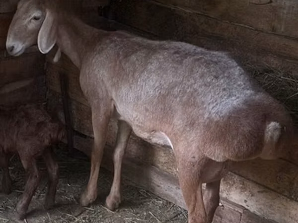 Sheep, Afghan Arabi sheep — Kyrgyzstan