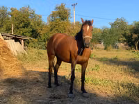 Mare, Horses — photo 4