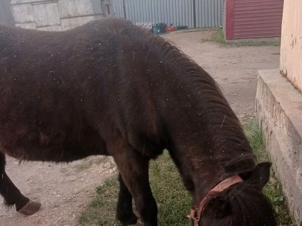 ม้าตัวเมีย, Shetland Pony