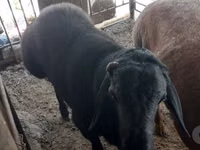 Ram, Rhon sheep — photo 4