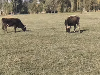 Bou, Bovine — foto 3