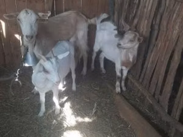 Goat, Goats — Hungary