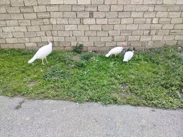 Turkeys
