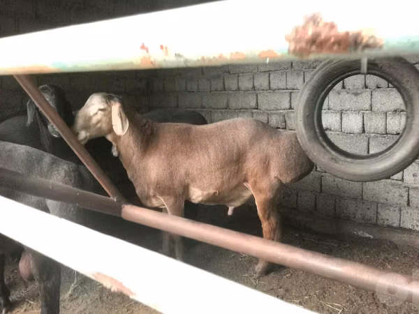 Ram, Sheep