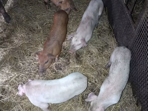 Babi hutan, Pigs — Kazakhstan