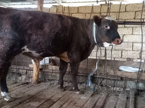 Toro, Bovini — Kazakistan
